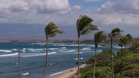 tropical hawaiian coastline with palm trees and waves