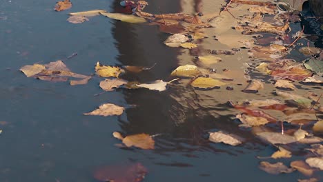 wind blows fallen leaves and ripple water on autumn day