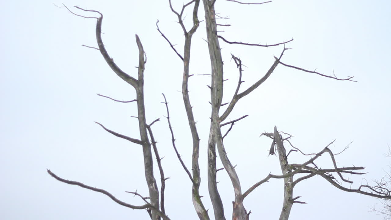 눈 덮인 자연 공원에서 죽은 나무를 기울이십시오.