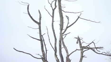 在被雪覆蓋的自然公園裡的枯樹的傾斜