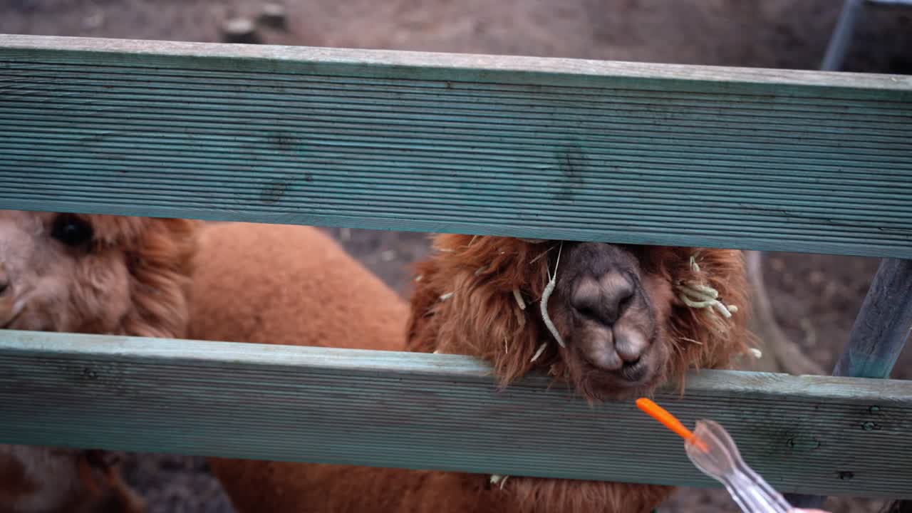 Close-up of a person's hand feeding fresh carrot sticks to a fluffy brown alpaca at a petting zoo 'Rabbit's Forest' in Pyeongchang-gun