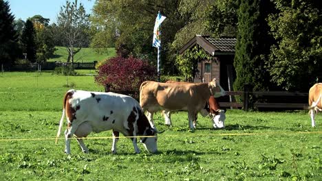 Grassland-and-meadow-with-cows-in-Bavaria,-Germany