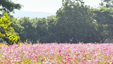 vibrant cosmos flowers in a lush garden