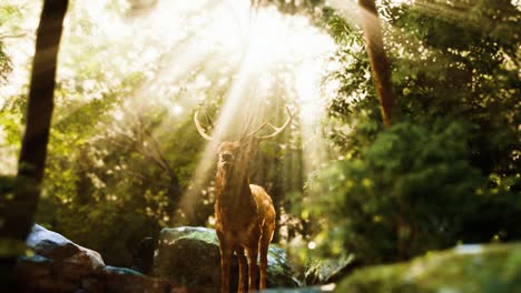 Red-deer-stag-in-forest