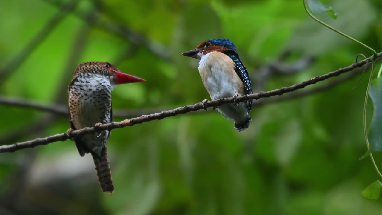 un ave hembra a la izquierda y un macho joven uno frente al otro, martín pescador anillado lacedo pulchella, parque nacional kaeng krachan, tailandia