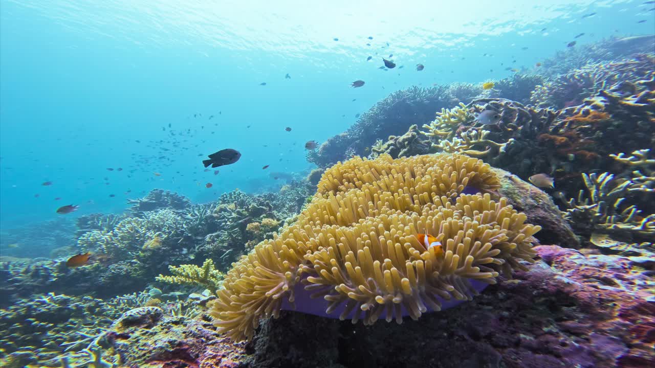 un primer plano de una colorida y magnífica anémona marina rodeada de diversos arrecifes de coral