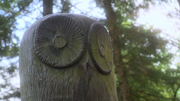 Nærbillede af ugle-træskulptur i et engelsk skovlandskab med meget langsom udzoomning.