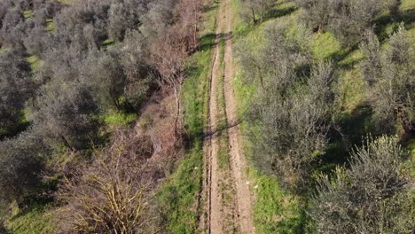 Aerial-over-outdoors-dirt-road-tracks-surrounded-by-olive-trees-at-green-hill-during-bright-day