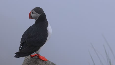 Atlantic-puffin-(Fratercula-arctica),-on-the-rock-on-the-island-of-Runde-(Norway).