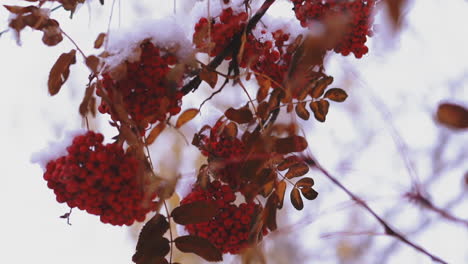 sorb tree branches with red ashberries in winter forest