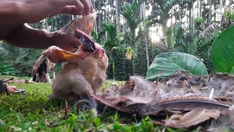 close up of hands plucking chicken outside house