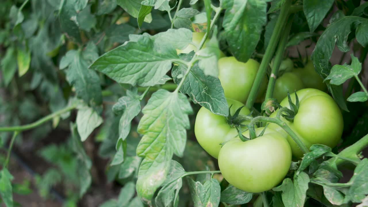 Bunch of green tomatoes hanging from plant, Sustainable Agriculture and Food Security