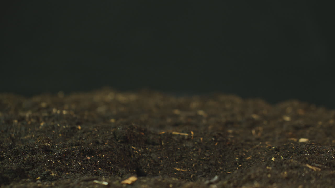 Sequenza in time-lapse di una pianta di Ciclamino Persico rosso che cresce nel terreno del giardino.