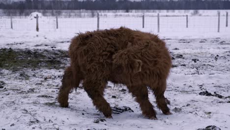 toro joven de las tierras altas en invierno