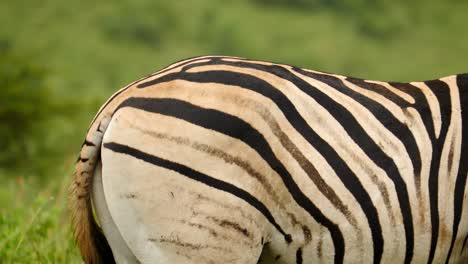 slow motion: close up adult zebra profile, pan right from flicking tail to head