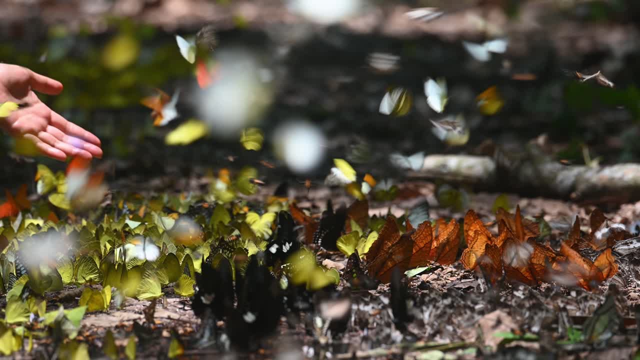 mariposas variadas y coloridas, la mano de un hombre extendida dentro del marco para sentir las mariposas volando alrededor