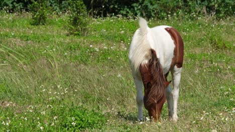 Pferd-Weidet-An-Einem-Sonnigen-Tag-Auf-Einer-Wiese-Auf-Einer-Farm-In-Thailand