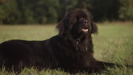 black newfoundland dog lying on green grass with tongue out, slow motion