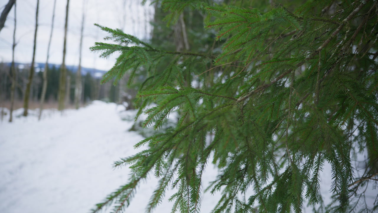 Close up of pine tree branches swaying calmly with the wind and the landscape is covered with snow on a bright winter day in Norway