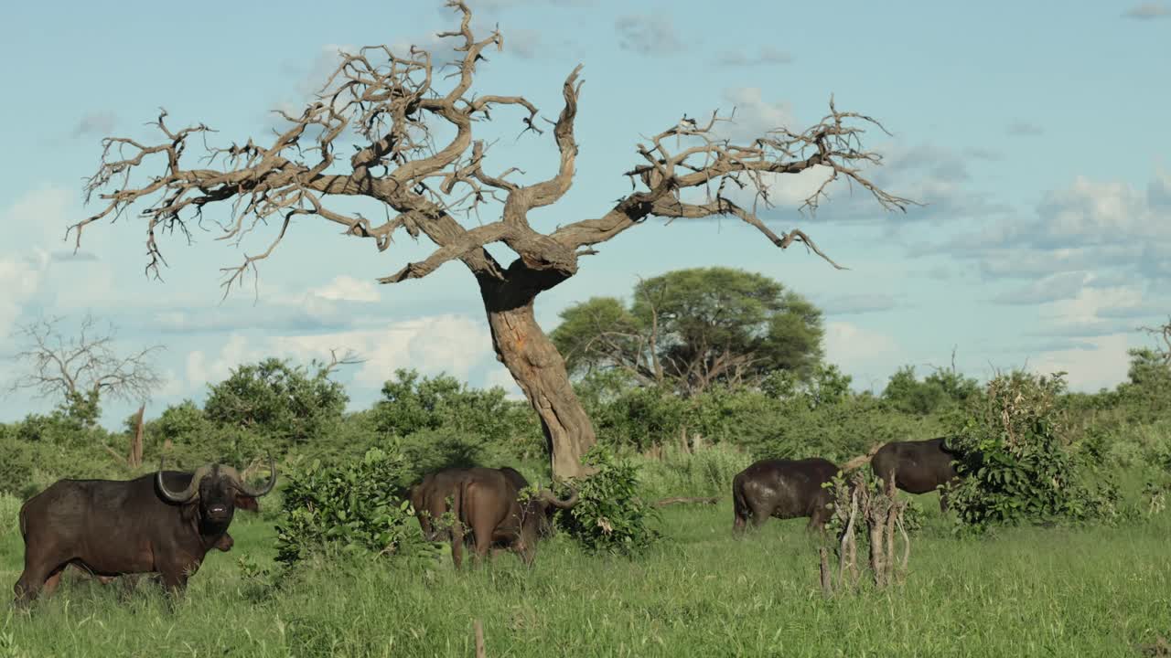 A herd of Cape buffaloes moving through the beautiful, green landscape and passed a dead treeof Botswana's Savuti region