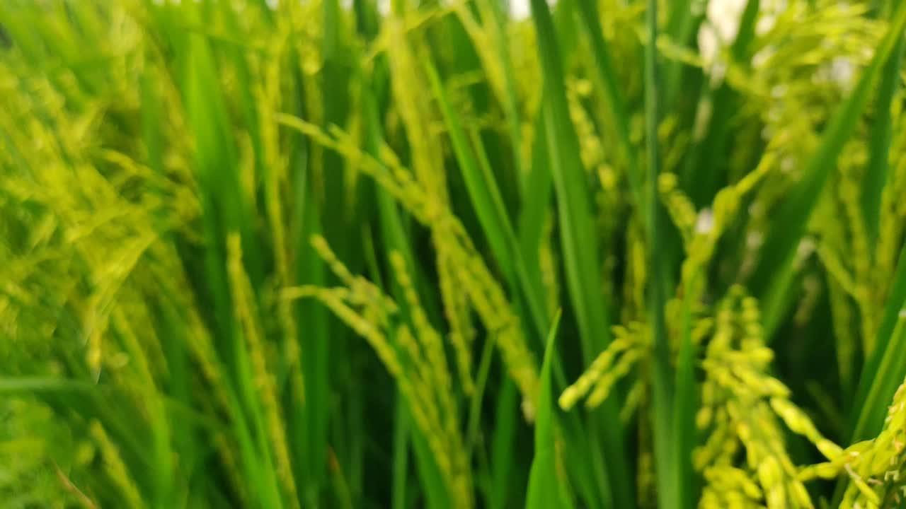 красота зеленых и плодородных рисовых полей с рисом, готовым к сбору.