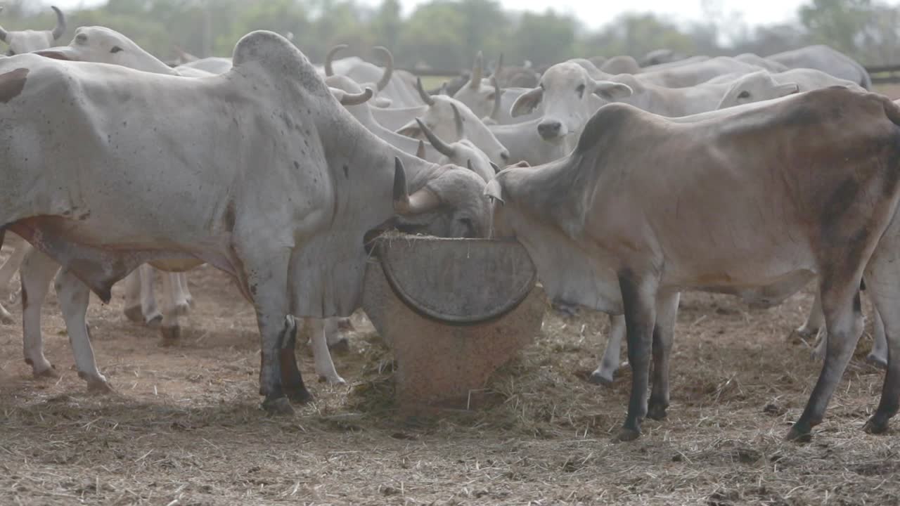Allevamento di bestiame nello stato di Minas Gerais, Brasile.
