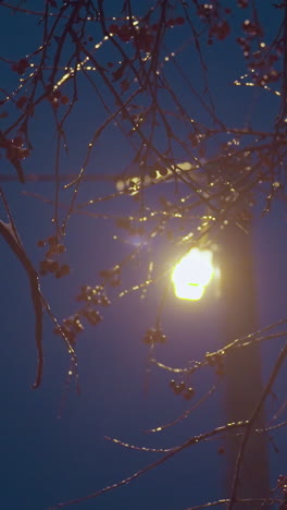 primer plano de ramas de árboles cubiertas de hielo, brillando bajo la luz de la calle, creando una escena de invierno serena con una suave luz de farol que destaca las ramas heladas contra el telón de fondo del cielo nocturno oscuro