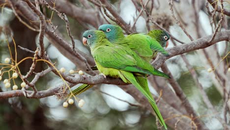 blue-crowned parakeets perching on a tree branch while grooming an extening wings, natural habitat