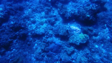 echte karettschildkröte, die in den korallenriffen auf der unterseite des wunderschönen natürlichen blauen ozeans schwimmt