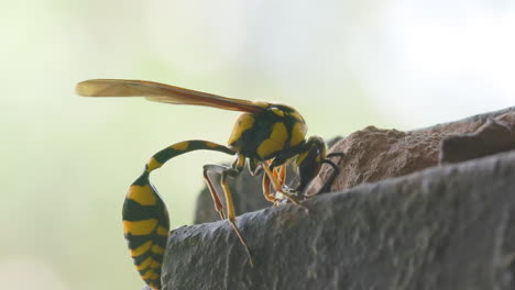 bright colored yellow and black potter wasp female building wall of her nest with clay and taking off