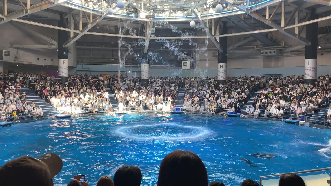 Audience watch spectacular dolphin show at Maxell aqua park stadium and circular pool, well-trained dolphins jumping and spinning in air inside circular water fountain, Shinagawa, Tokyo