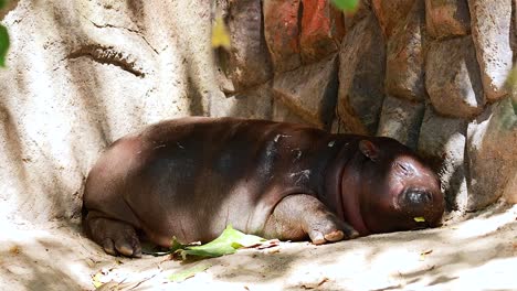 pygmy hippo relaxing in a zoo enclosure