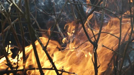 burning fire with branches