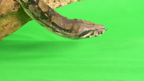 close-up profile view of a python snake sticking its tongue out against a green screen background