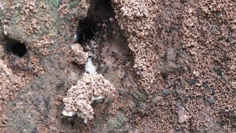 close shot of a black ant colony carrying food out of nest