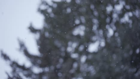 slow motion of white snow falling down peacefully, next to a forest tree