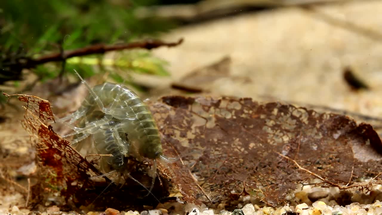 scuds apareándose y alimentándose de hojas muertas