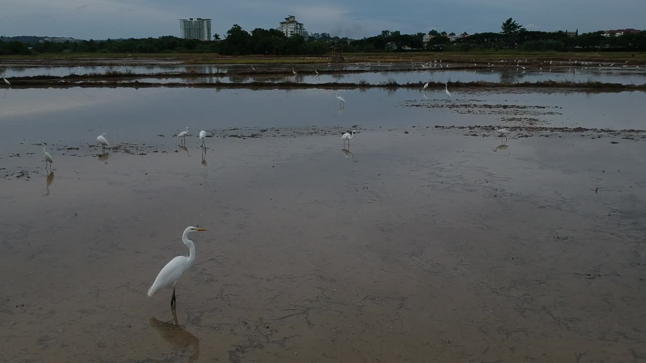 garcetas en campo de arroz disparadas con drones volando lentamente a baja altura