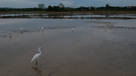 Garcetas-En-Campo-De-Arroz-Disparadas-Con-Drones-Volando-Lentamente-A-Baja-Altura