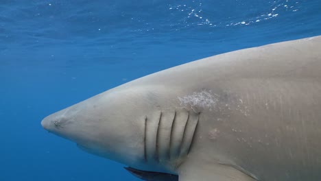 tiburón limón cerca de cámara lenta