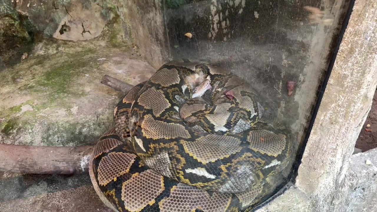 Large Reticulated Python Coiled in Glass Enclosure