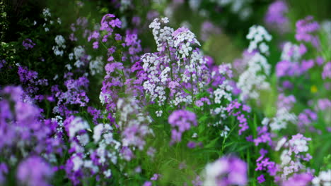 Dies-Ist-Eine-Aufnahme-Von-Lila-Und-Weißen-Blumen,-Die-Im-Wind-Tanzen