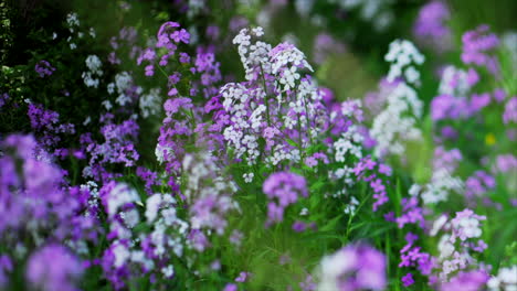 esta es una toma de flores moradas y blancas bailando en el viento