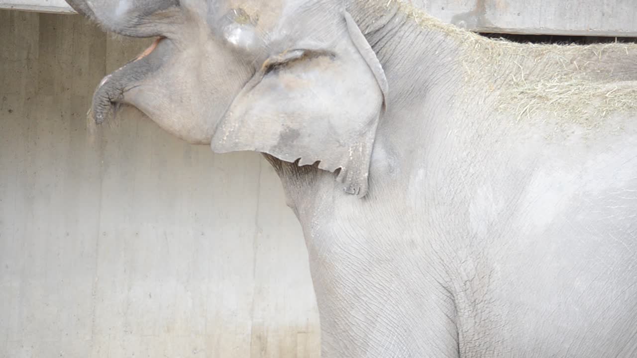 Zoo de Madrid, España