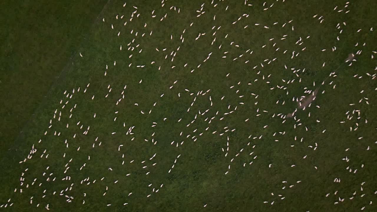 Ascending top-down drone footage of big sheep flock on expansive paddock