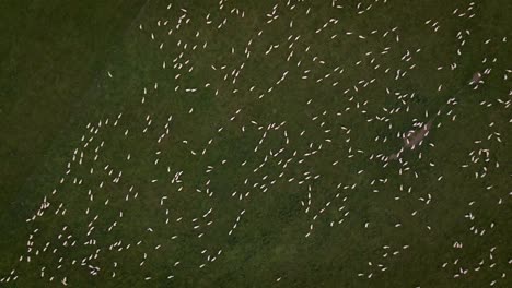 Imágenes-Ascendentes-De-Drones-De-Arriba-Hacia-Abajo-De-Un-Gran-Rebaño-De-Ovejas-En-Un-Prado-Expansivo