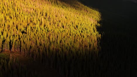 aerial view over a colorado pine forest with dramatic shadows during sunset with warm orange light aerial trucking pan 4k
