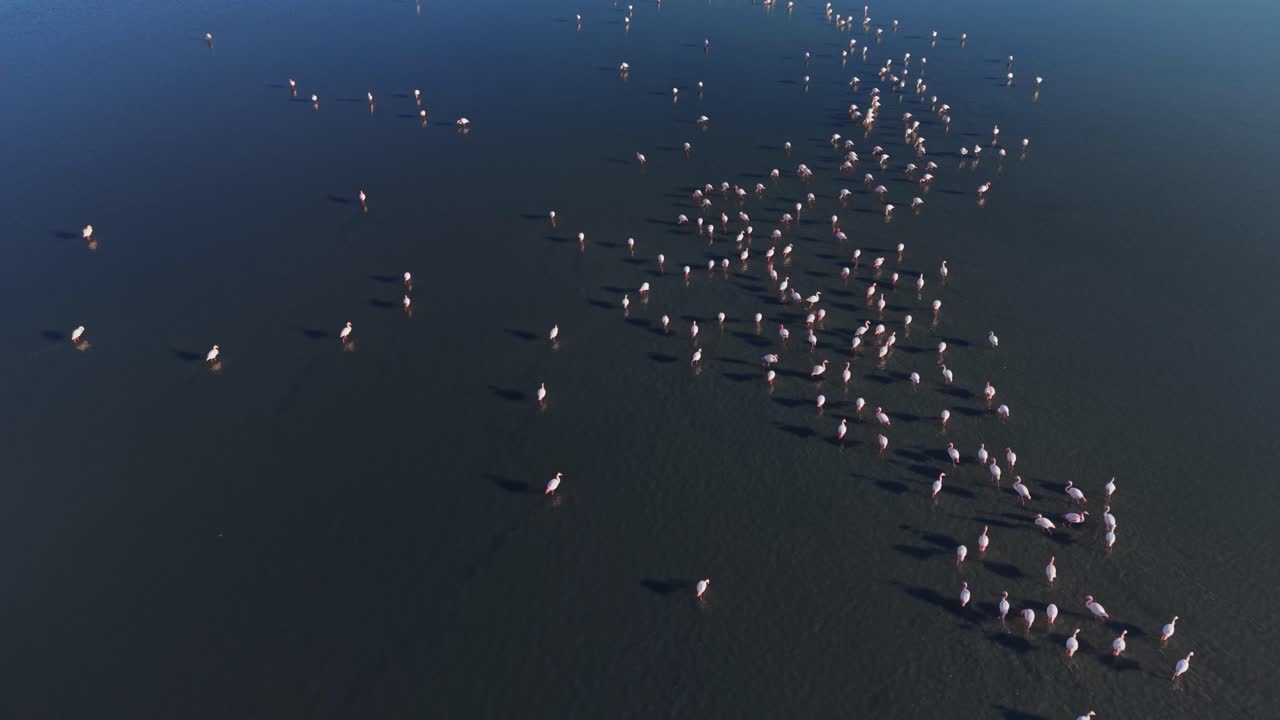 Flamingos gather on shallow water during bright daylight in the wetland