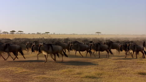 massive wildebeest herd during great migration on dusty plains