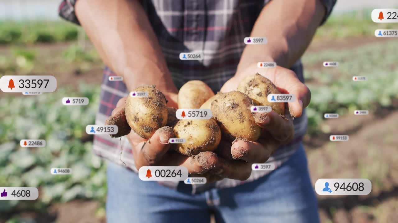 agricoltore che raccoglie patate in una fattoria, mostrando icone di notifica fluttuanti che tracciano la resa del raccolto